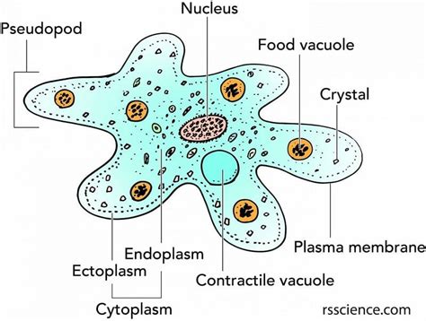  Amoeba Proteus: Ein Meister der Formveränderung und ein unwiderstehlicher Fresschampion im Mikrokosmos!