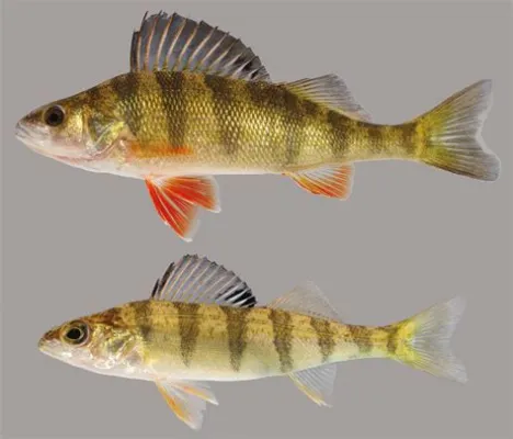  Yellow Perch: Ein flinkes Raubtier mit bunten Schuppen – ein faszinierender Einblick in die Welt der Süßwasserfische!