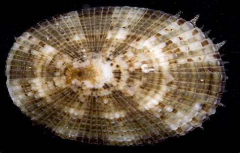  Keyhole Limpet! A Miniature Mollusc Masterfully Camouflaged Against Rocky Shores