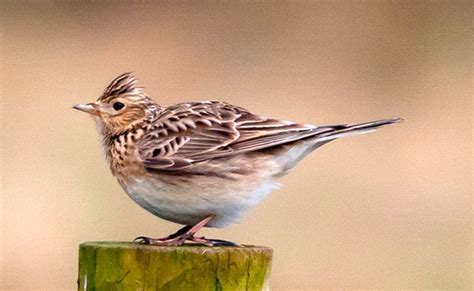  Vogel -  Mit leuchtenden Federkleid und melodischem Gesang! Erkundet die faszinierende Welt des Vektorvogel!